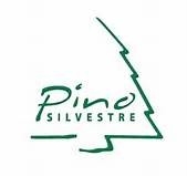 Pino Silvestre